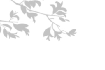 Realistic blurred leaf shadow effect isolated on transparent background. blur branch leaves shadow. Plant foliage silhouette. Nature design element for spring summer, mockup for product presentation