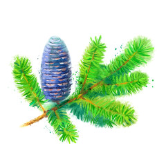 Watercolor fir branch cone vector illustration. Painted isolated Christmas element on white background