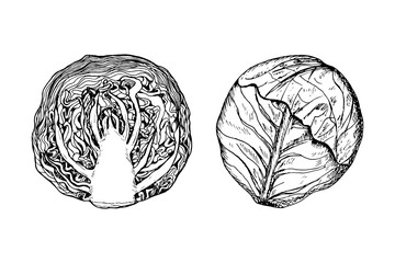 Cabbage sketch outline illustration set. Red cabbage simple doodle drawing in engraving style. Hand drawn vector line art clipart isolated on white background