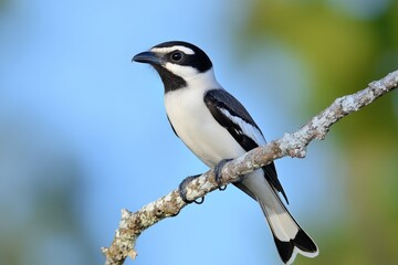 Fototapeta premium Loggerhead Shrike Bird in Florida Wildlife Nature with Blue Sky Background