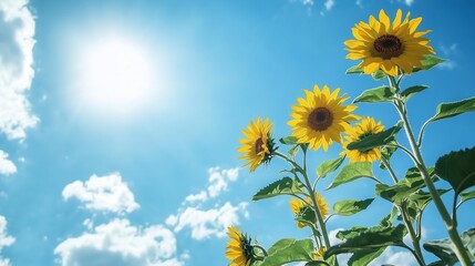 青空とひまわりのイメージ