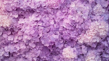 Fototapeta premium 淡い紫の紫陽花を敷き詰めた背景素材