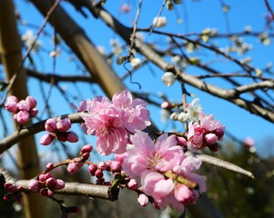 日差しを浴びて咲く八重の梅の花　春の公園
