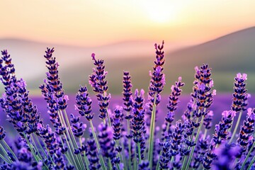 Fototapeta premium Close-up of vibrant lavender flowers in full bloom at sunset, soft, warm light illuminates the field and distant hills, creating a serene and picturesque landscape.