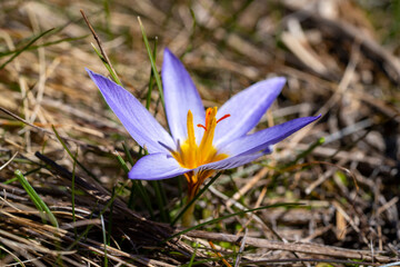Crocus biflorus, the silvery crocus or scotch crocus, is a species of flowering plant in the family...