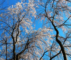 青空に映えて満開に咲く桜の花　春の公園