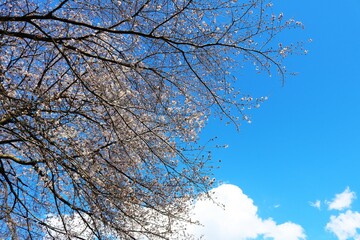 青空に映えて満開に咲く桜の花　春の公園