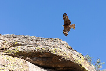 A black kite flies over a cliff