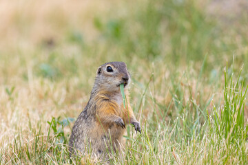 Speckled ground squirrel animal standing in the grass eating something