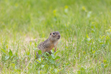 Speckled ground squirrel animal standing in the grass eating something