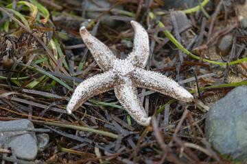 Amur starfish washed up on the sand by a storm. Kunashir. Southern Kuril Islands. Russia