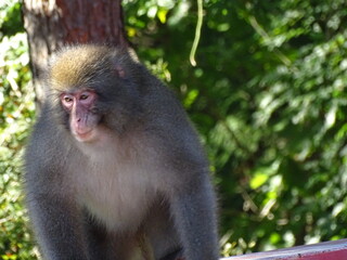 野生のニホンザル