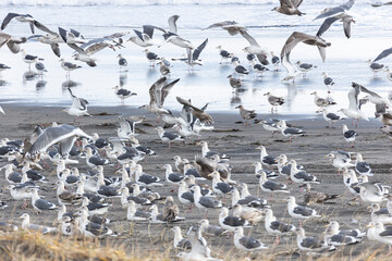 A large flock of flying seagulls on the ocean