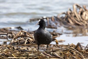 Eurasian coot bird stands on old dry grass
