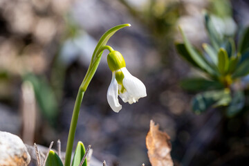Giant snowdrop. Galanthus elwesii, Elwes's snowdrop or greater snowdrop, is a species of flowering...