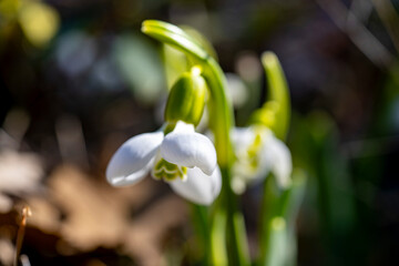 Giant snowdrop. Galanthus elwesii, Elwes's snowdrop or greater snowdrop, is a species of flowering...