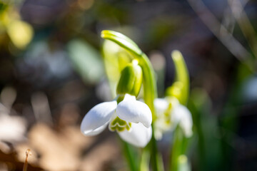 Giant snowdrop. Galanthus elwesii, Elwes's snowdrop or greater snowdrop, is a species of flowering...