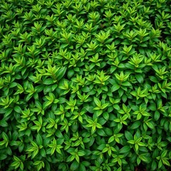 Lush green bush backdrop, vibrant foliage, natural texture, environment, ecology, overflowing