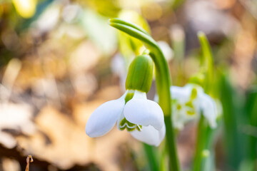 Giant snowdrop. Galanthus elwesii, Elwes's snowdrop or greater snowdrop, is a species of flowering...