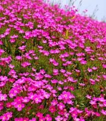 Naklejka premium Pink flower meadow with heart shape formed by blossoms, flora, peace, sunlight