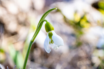 Giant snowdrop. Galanthus elwesii, Elwes's snowdrop or greater snowdrop, is a species of flowering plant in the family Amaryllidaceae, native to the Balkans and Asia Minor, where it is found in the co