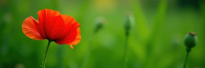 Fototapeta premium Single vibrant red poppy, delicate petals, lush green background, red poppy, petals, detail
