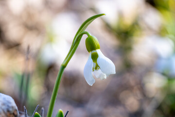 Giant snowdrop. Galanthus elwesii, Elwes's snowdrop or greater snowdrop, is a species of flowering...