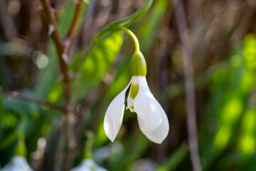 Giant snowdrop. Galanthus elwesii, Elwes's snowdrop or greater snowdrop, is a species of flowering...