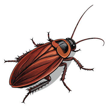 brown cockroach insect detailed drawing clip art preview