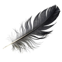 Black Feather Isolated on White Background – Transparent PNG, AI Generated