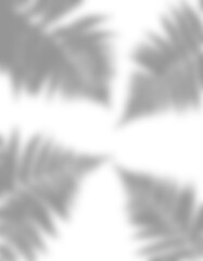 Realistic transparent shadow effect from fern leaves on transparent background