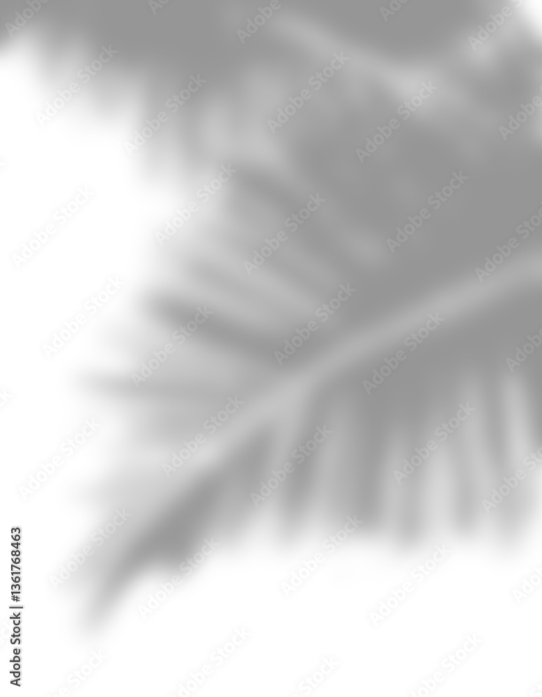 Poster realistic transparent shadow effect from palm leaves on transparent background