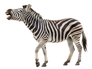 Obraz premium Zebra with Stripes Walking and Roaring – Isolated on White Background, Transparent PNG, AI Generated