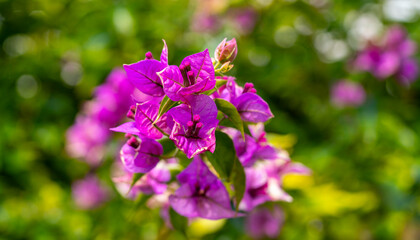 Paperflower. Bougainvillea glabra, the lesser bougainvillea or paperflower, is the most common species of bougainvillea used for bonsai. The epithet 'glabra' comes from Latin and means "bald"
