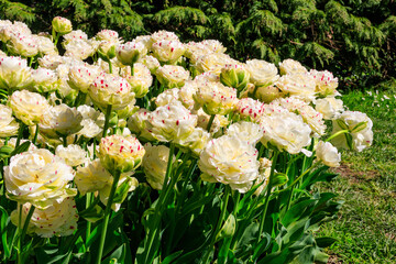 Large flowerbed of white tulips in the park at spring