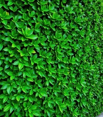 Obraz premium Lush green leaf hedge wall, vibrant texture, natural background, summer, green wall, bright