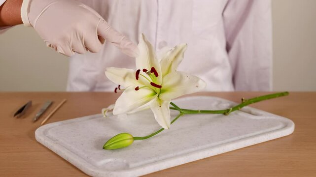 Scientist Examining Lily Flower in Laboratory Setting