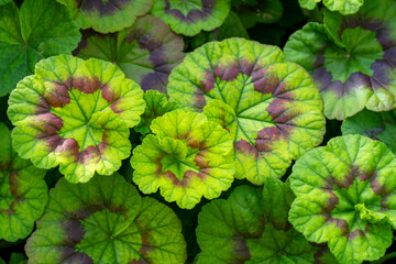 Crane's-bill .Geranium is a genus of 422 species of annual, biennial, and perennial plants that are...
