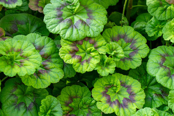 Crane's-bill .Geranium is a genus of 422 species of annual, biennial, and perennial plants that are...