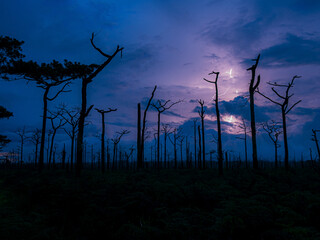 Dramatic twilight forest, with few flashes of lightning illuminating clouds, hinting at the power of a storm brewing in the distance. Foreground filled with shadowy trees with their barren branches