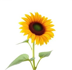 Fototapeta premium A single vibrant sunflower blooms against a pure white background, summer flower, golden, background