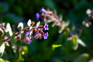 Common Lungwort (Pulmonaria officinalis). Flower Closeup