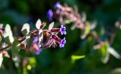 Obraz premium Common Lungwort (Pulmonaria officinalis). Flower Closeup