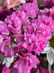 pink hydrangea flowers