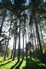 Forêt de pins soleil