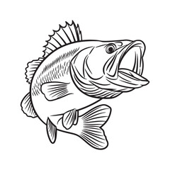 Fototapeta premium Vintage bass fish line art vector illustration isolated on white background