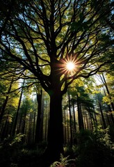 Obraz premium Sunlight dapples a single, majestic tree in a dense, wild forest, flora, landscape, old