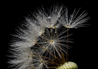 Dew-kissed Dandelion Seed Head Dramatic Closeup. AI Generated
