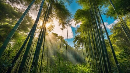 Naklejka premium A serene bamboo forest with sunlight filtering through the trees, creating a tranquil atmosphere.