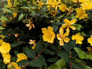 yellow flowers in meadow
